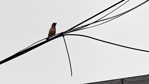 Scaly-breasted Munia