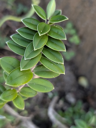Shore Hebe (Veronica elliptica)