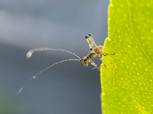 Mediterranean Katydid photo 4
