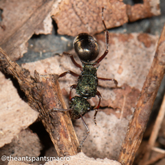 Polyrhachis hookeri