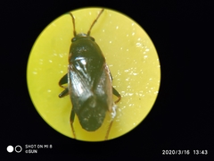 Telocoris