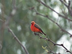 Pyrocephalus rubinus mexicanus