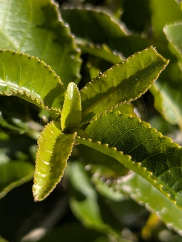 Mahoe (Melicytus ramiflorus)