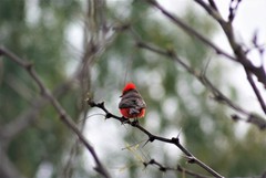 Pyrocephalus rubinus mexicanus