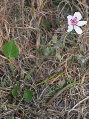 Pelargonium elegans