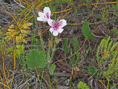 Pelargonium elegans
