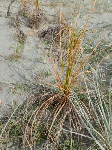 Pingao (Ficinia spiralis)