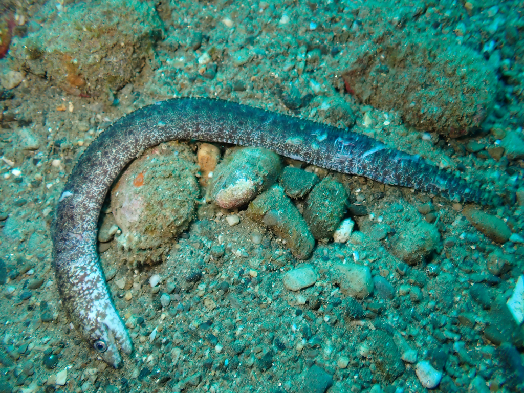 Robins' moray (Gymnothorax robinsi) — Muraenidae