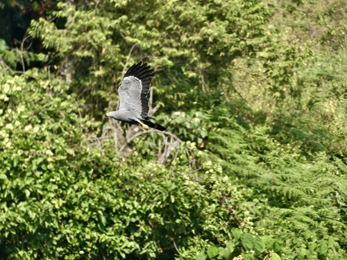 African Harrier-Hawk