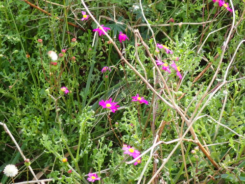 Redpurple Ragwort (Senecio elegans)