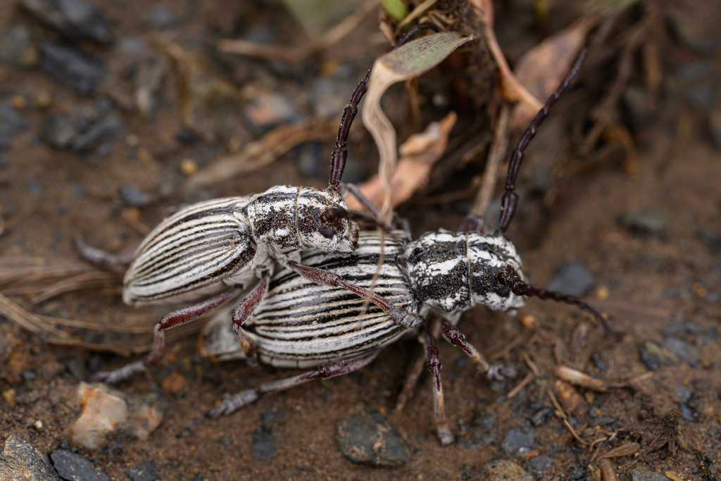 Eodorcadion virgatum