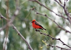 Pyrocephalus rubinus mexicanus