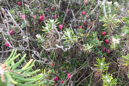 Billardiera longiflora observed 2026-04-04