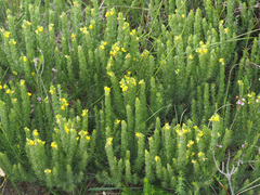 Aspalathus pycnantha