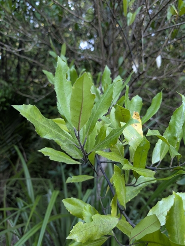 Pigeonwood (Hedycarya arborea)