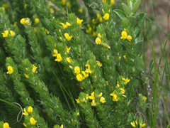 Aspalathus pycnantha