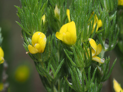 Aspalathus pycnantha