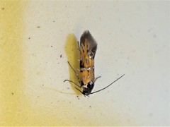 Chrysoesthia drurella