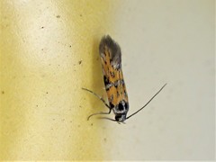 Chrysoesthia drurella