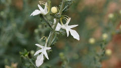 Teucrium racemosum