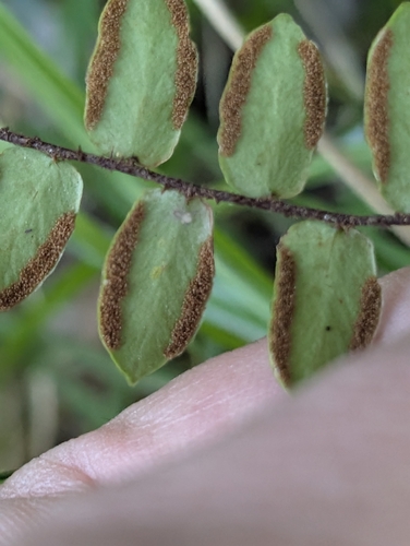 Button Fern (Pellaea rotundifolia)