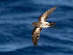 New Caledonian Storm Petrel photo 1