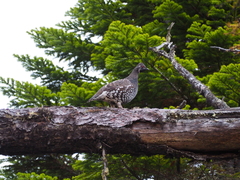 Falcipennis falcipennis