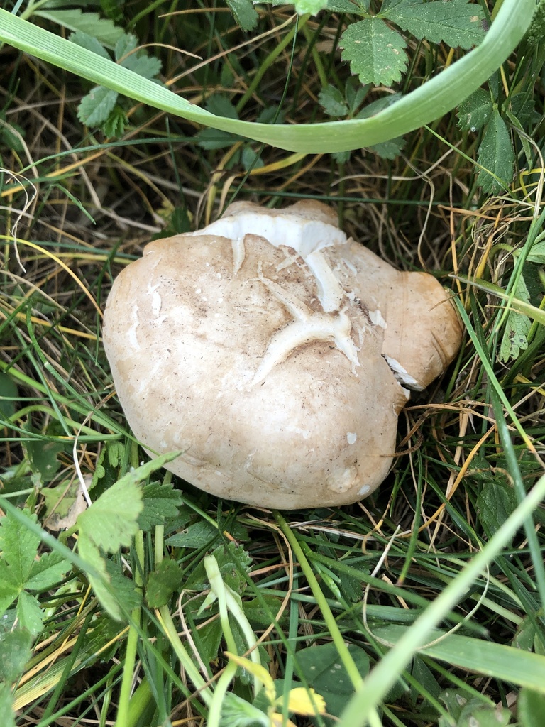 Calocybe gambosa · April 2026 · photo: © gerardbertrand (iNaturalist, cc-by)
