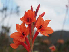 Watsonia stenosiphon