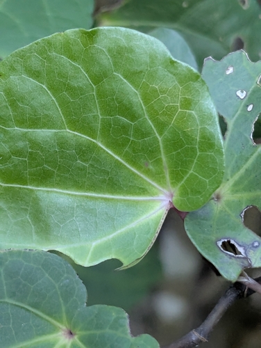 Kawakawa (Piper excelsum)