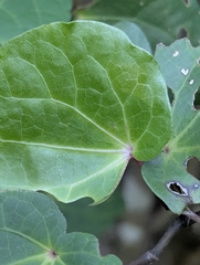 Kawakawa (Piper excelsum)