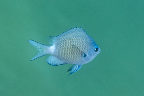 Robust puller (Chromis chrysura) — Pomacentridae — 4