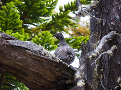 Falcipennis falcipennis