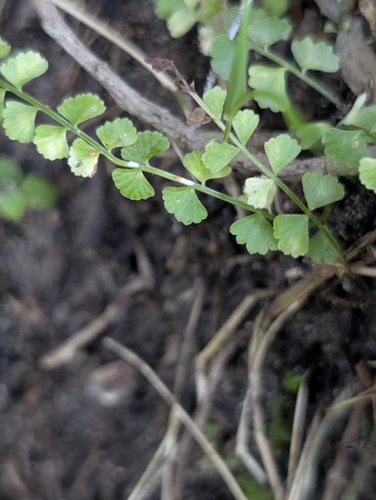 Necklace Fern (Asplenium flabellifolium)