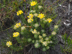 Aspalathus aspalathoides