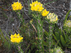 Aspalathus aspalathoides