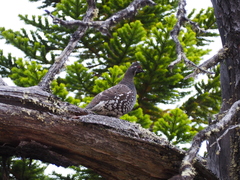 Falcipennis falcipennis