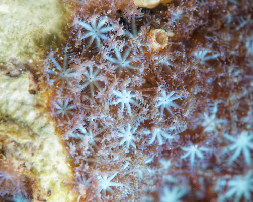 Sarcothelia observed 2026-04-04