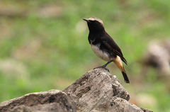 Oenanthe lugubris schalowi