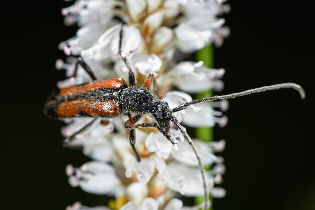 Anoplodera przewalskii