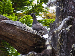 Falcipennis falcipennis