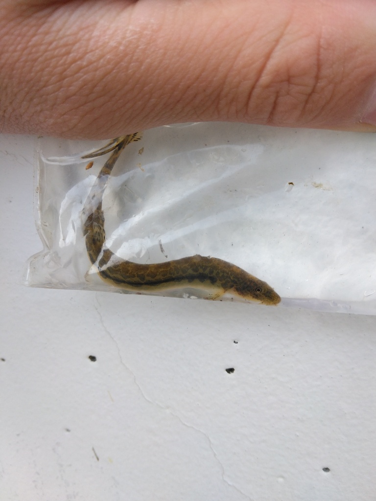 Japanese loach (Niwaella delicata) — Cobitidae