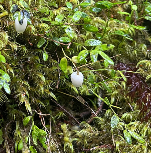 Luzuriaga parviflora observed 2026-04-05