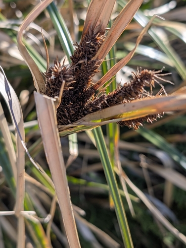 Giant Umbrella Sedge (Cyperus ustulatus)