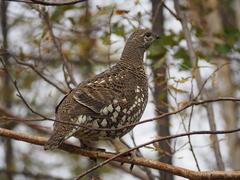 Falcipennis falcipennis