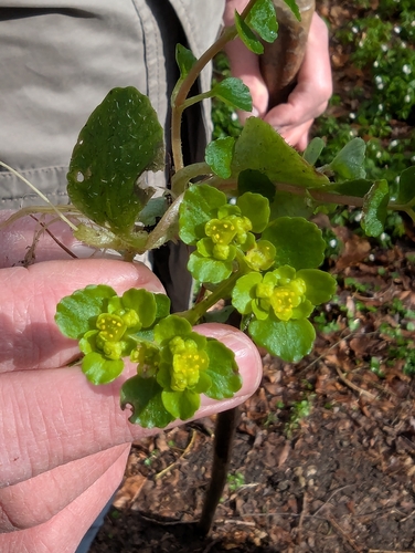 Opposite-Leaved Golden Saxifrage (Chrysosplenium oppositifolium)