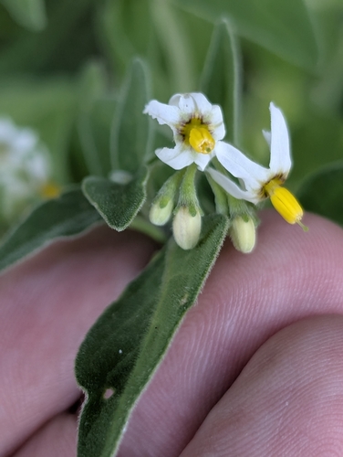 Nightshade (Solanum chenopodioides)