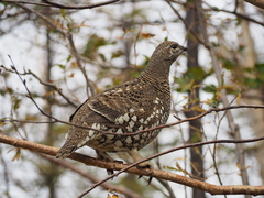 Falcipennis falcipennis