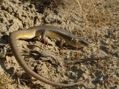Eumeces schneiderii