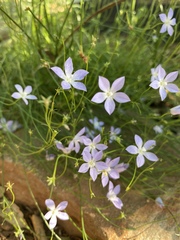 Wahlenbergia fluminalis